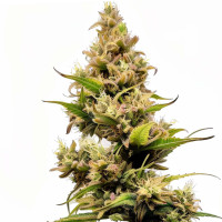 Cheese - Cannabis Seeds by Azarius Seeds