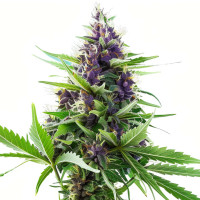 Blueberry - Cannabis Seeds by Azarius Seeds