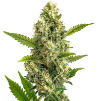 Jack Herer | Cannabis Seeds by Azarius