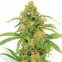 Lemon Haze | Cannabis Seeds by Azarius