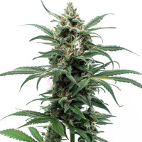 Pink Rozay | Cannabis Seeds by Azarius