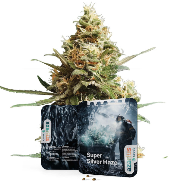 Super Silver Haze | Cannabis Seeds by Azarius