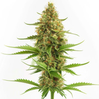 Acapulco Gold Auto | Cannabis Seeds by Azarius