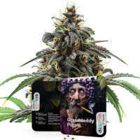 Granddaddy Purple Auto | Cannabis Seeds by Azarius