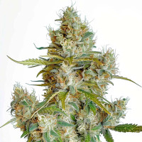 Thai Dream - Cannabis Seeds by Azarius