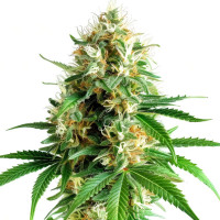 Tangerine Dream - Cannabis Seeds by Azarius