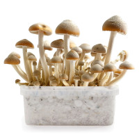 Cambodia Magic Mushroom Grow Kit | Azarius