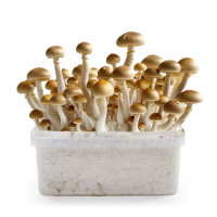 Golden Teacher Magic Mushroom Grow Kit | Azarius