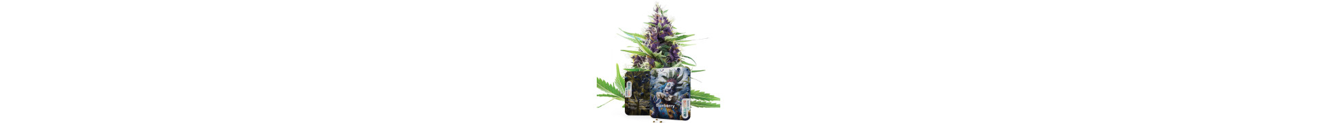 Blueberry Cannabis Seeds | Top-Shelf Genetics | Azarius