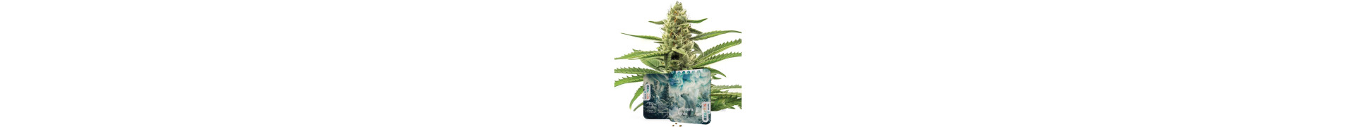 Northern Lights Cannabis Seeds - Premium Strains | Azarius